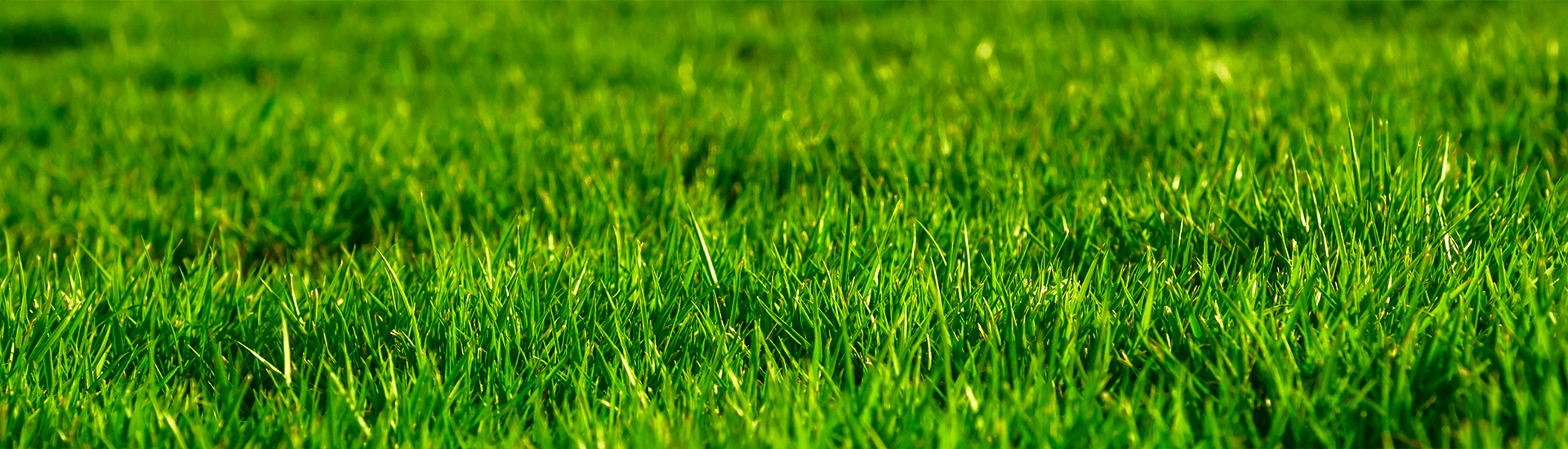 Sorghum & Sudan grass GREENGO