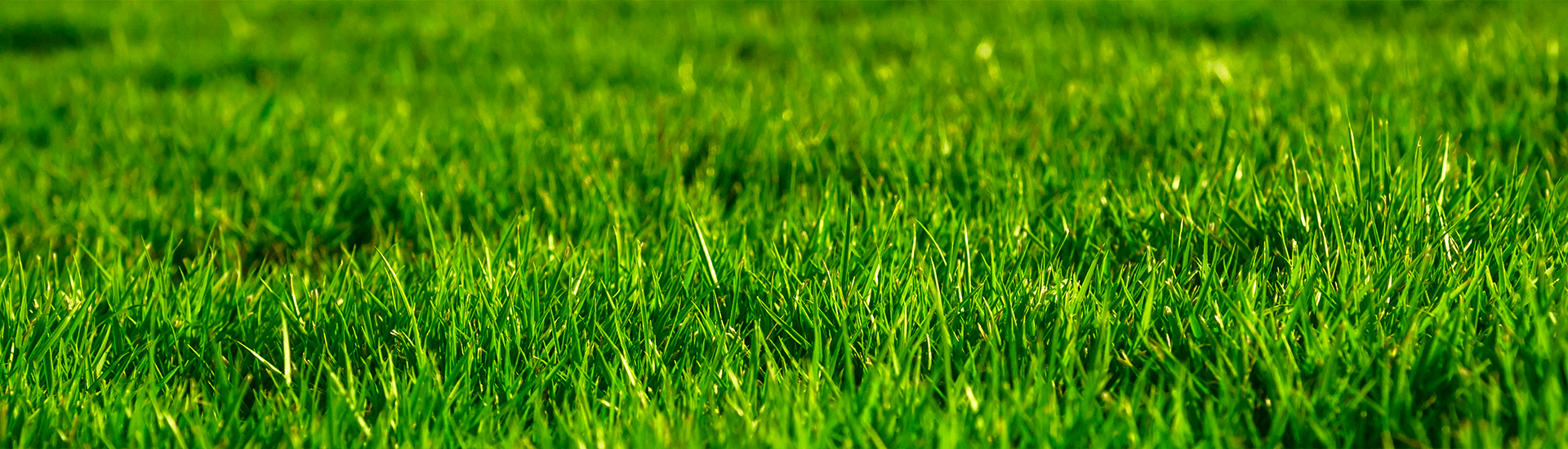 Festuca rubra rubra