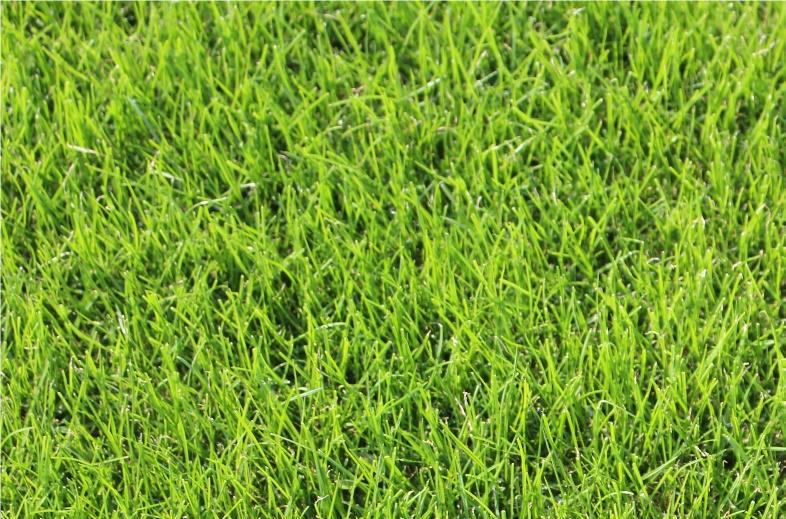 Lolium perenne