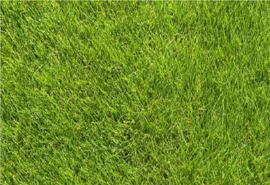 Festuca rubra commutata