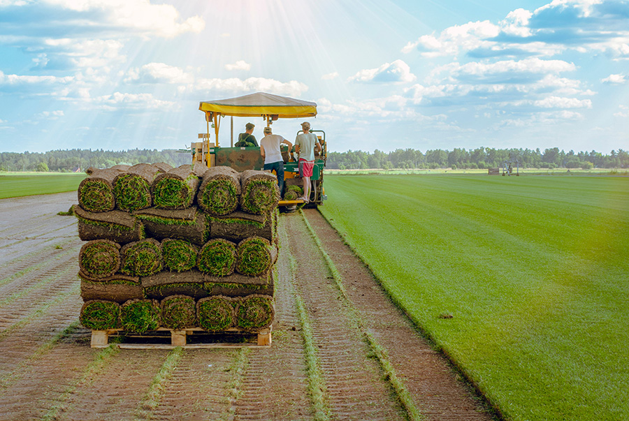 Sod Mix