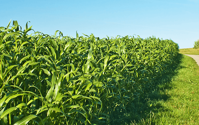 Sorghum & Sudan grass GREENGO