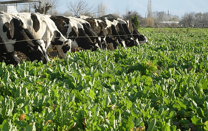 Brassica rapa rapa POLYBRA