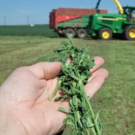 Medicago Sativa ZENITH