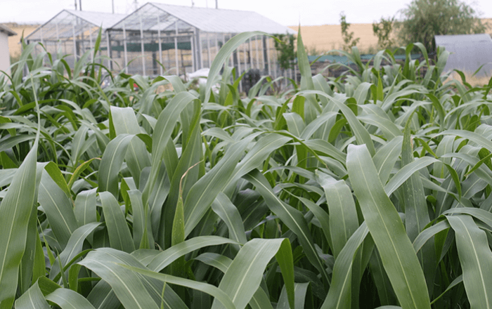 Sorghum-Sudan grass SUGAR GRAZE II