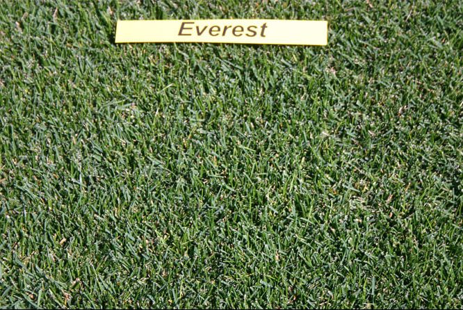 Poa pratensis