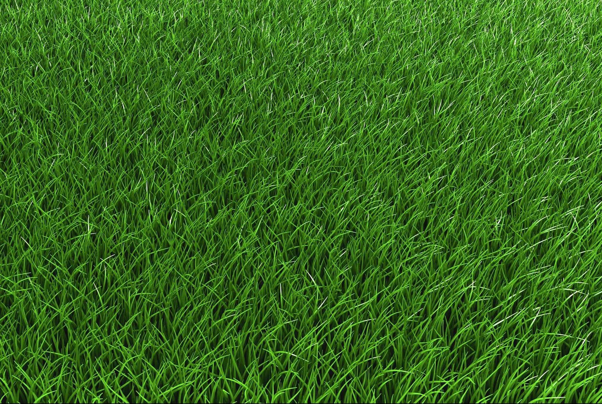 Festuca rubra rubra