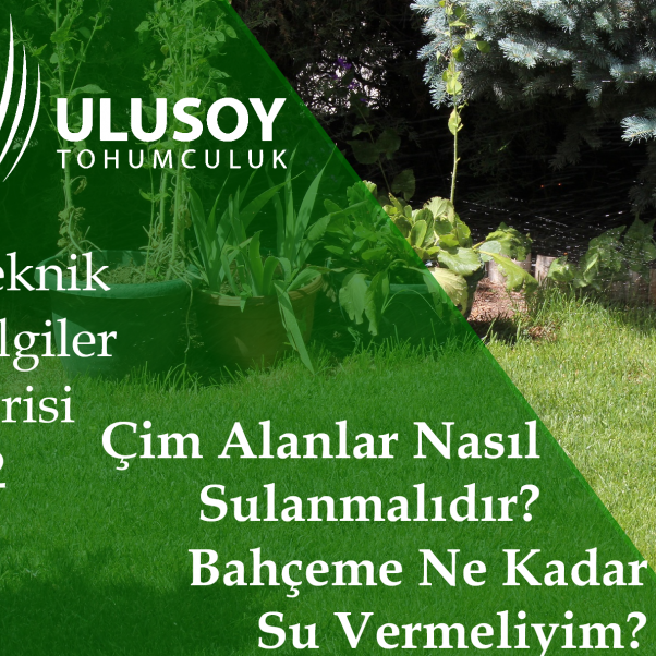 Çim Alanlar Nasıl Sulanmalıdır?