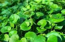Dichondra repens